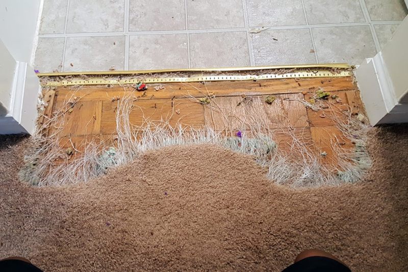 Carpet Pet Damage Repair